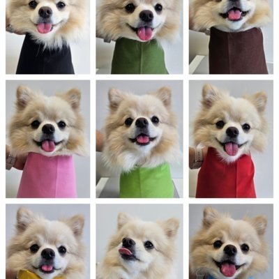 [수원] 널스앤독