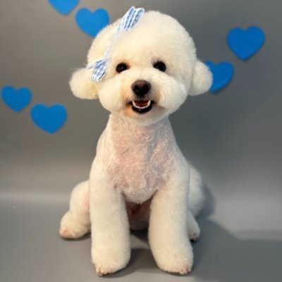 [중랑] 트리밍숍