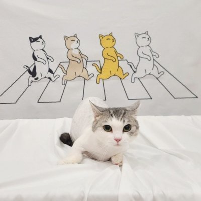 [동래] 고양이무마취미용 냥지곤지