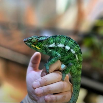 [연제] 파충류샵 더사파리