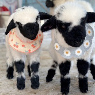 [제주] 도치돌알파카목장