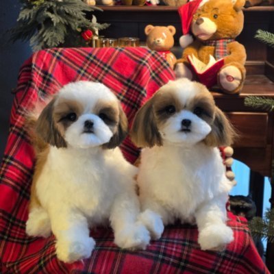 [시흥] 울펫 아틀리에