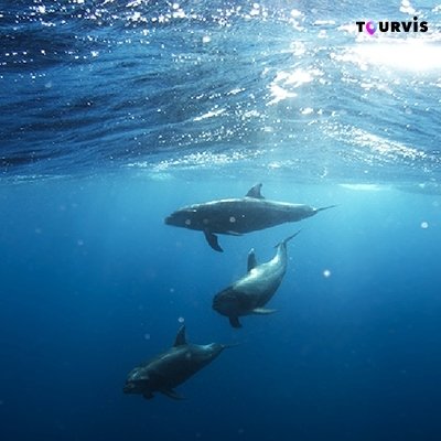 투어비스 괌 돌핀크루즈