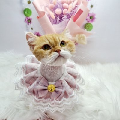 [수도권] 귀엽개귀엽냥