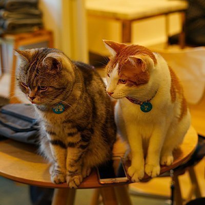 [홍대] 집사의하루 홍대점