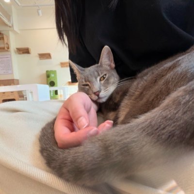 [천안] 냥이싸롱