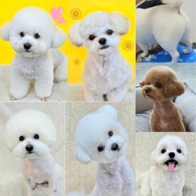 [대구] 힐더독 케어 센터