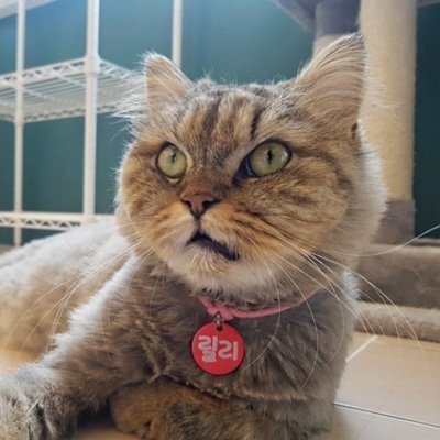 [강남역] 집사의하루 강남점