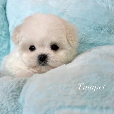 [기자단] 강아지나라