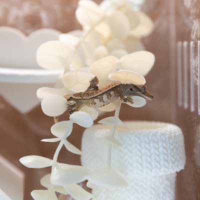 [기자단]  네오허프스