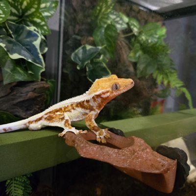 [동탄] 부기배미 파충류샵