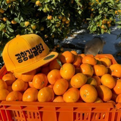 [제주] 공항길귤창고