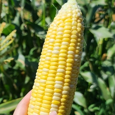 [친환경마음팜] 친환경 농산물 쇼핑몰