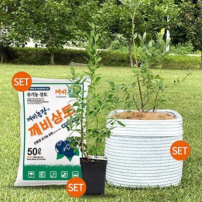 [깨비농장]블루베리 1주 키우기 세트