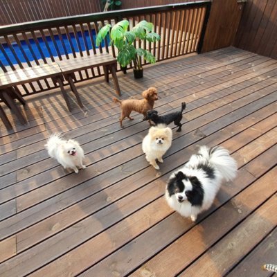 피크닉댕댕
