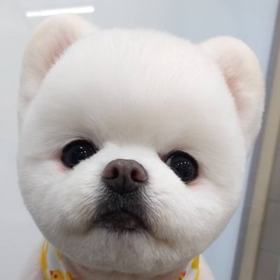 플러피독