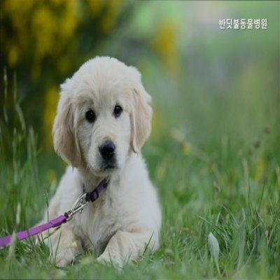반딧불동물병원_펫소좀