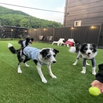 [경기광주] 아이러브마이독