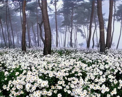 [정읍] 구절초축제 원데이 투어